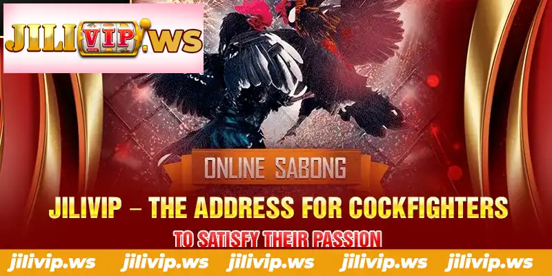 JILIVIP THE ADDRESS FOR COCKFIGHTERS TO SATISFY THEIR PASSION JILIVIP THE ADDRESS FOR COCKFIGHTERS TO SATISFY THEIR PASSION